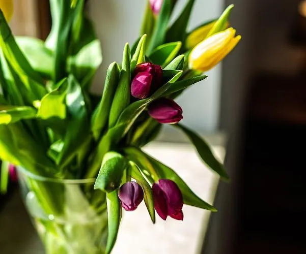 Browar Gosciniec 3* 호이니체